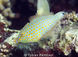 Harlequin Filefish, El Sawaky Beach, Hurghada. Freediving... by Tobias Reitmayr 